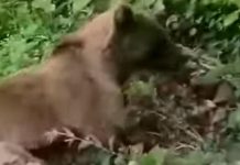 Mještani Jajca spasili medvjedicu