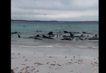Tragedija u Australiji: Desetine uginulih kitova pluta uz obalu
