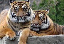 Broj tigrova u Indiji porastao na 3.682