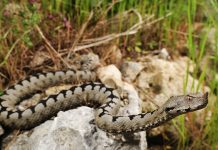 Konjević Polje: Djevojčicu ujeo poskok, smještena u bolnicu