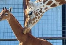 Žirafa rođena bez ijedne pjege na tijelu, vjeruje se da je jedina na svijetu