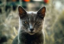 Čovjek kojeg je ugrizla mačka lutalica zarazio se infekcijom nepoznatoj nauci