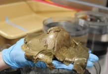 Na dnu okeana pronađeno misteriozno ‘zlatno jaje‘, naučnici nemaju pojma što je to