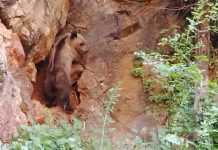 U selu Podravanje kod Srebrenice snimljeni mečići bez mečke
