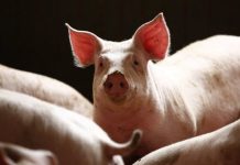 Kinezi razvili ljudski bubreg iz svinjskih embriona