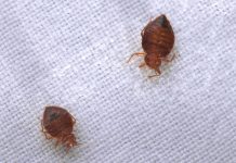 Panika u velikom evropskom gradu zbog najezde stjenica