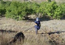 Psi obučeni u BiH tragaju za minama širom svijeta