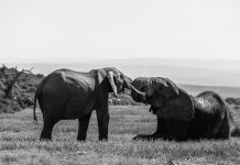 Otkriven uzrok misterioznog pomora slonova u Africi