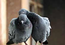 Golubovi konkurencija vještačkoj inteligenciji