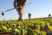 Zatvorenici širom BiH proizveli značajne količine voća i povrća