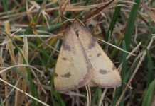 Otkriven rijetki leptir na Vlašiću: Vjerovalo se da je izumro prije 100 godina