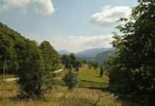 Naučnici otkrili da i biljke u Evropi vole vikend: Evo i zašto