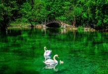 vrelo bosne