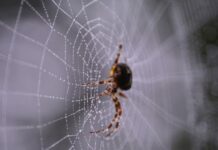 Pogledajte najveći primjerak najotrovnijeg pauka na svijetu: Završio u parku reptila